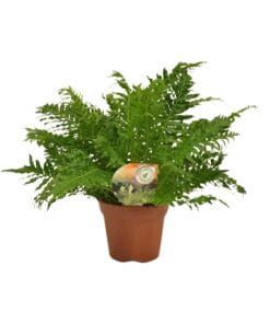Blechnum Silver Lady - Ø17Cm - ↕50Cm