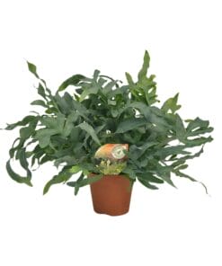 Phlebodium Blue Star - Ø17Cm - ↕60Cm