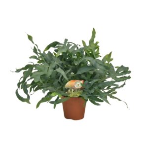 Phlebodium Blue Star – blauwgroene varenbladen voor binnen – ±17 cm