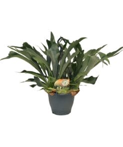 Platycerium Bifurcatum - Ø21Cm - ↕50Cm