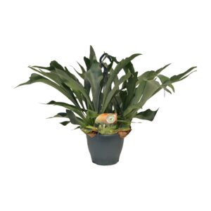 Hertshoornvaren (Platycerium bifurcatum) – epifyt – ±21 cm