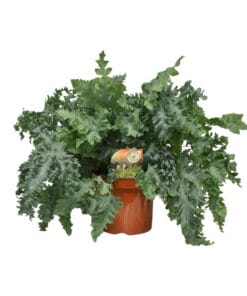 Phlebodium Davana - Ø26Cm - ↕60Cm