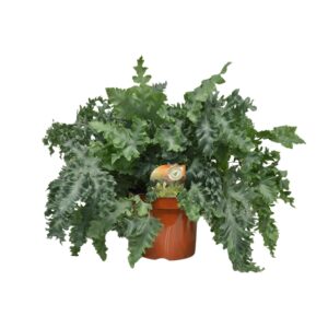Gouden eikvaren (Phlebodium aureum 'Davana') – luchtige varen – ±26 cm