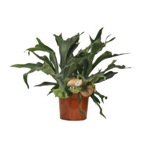Hertshoornvaren (Platycerium bifurcatum) – bijzondere geweivorm – ±26 cm
