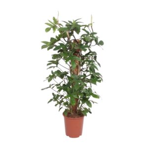 Philodendron Pedatum – indrukwekkende klimmer met diep ingesneden blad – ±27 cm