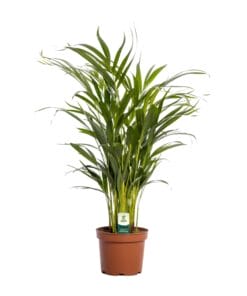 Dypsis Lutescens - Ø17Cm - ↕65Cm
