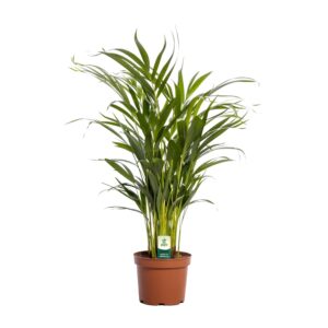 Areca palm (Dypsis lutescens) – luchtige tropische kamerpalm – ±17 cm