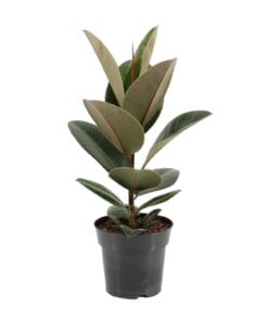 Ficus Elastica Robusta - Ø17Cm - ↕55Cm