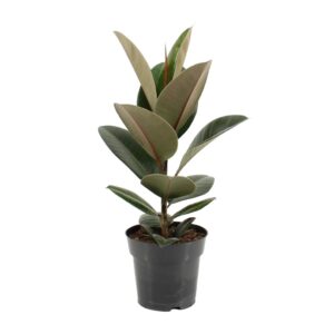 Ficus Elastica Robusta – Rubberplant – glanzend donkergroen blad – ±17 cm