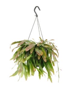 Rhipsalis Red Coral - Ø17Cm - ↕25Cm