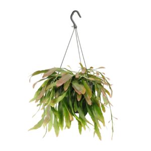Rhipsalis Red Coral – epifytische cactus zonder doornen – ±17 cm