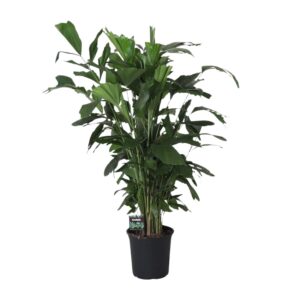 Fishtailpalm (Caryota mitis) – tropische kamerpalm – ±24 cm