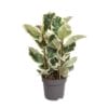 Ficus Elastica Tineke - Ø27Cm - ↕100Cm