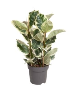 Ficus Elastica Tineke - Ø27Cm - ↕100Cm