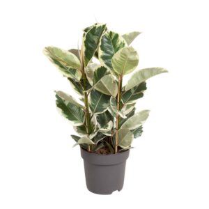 Ficus Elastica 'Tineke' – bonte rubberboom met roze-crème blad – ±27 cm