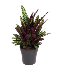 Calathea Lancifolia - Ø27Cm - ↕70Cm