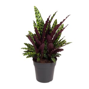 Calathea Lancifolia – Rattlesnake Plant met opvallend bladpatroon – ±27 cm
