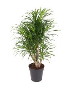 Dracaena Anita - Ø24Cm - ↕100Cm