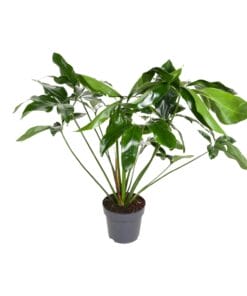 Philodendron Green Wonder - Ø24Cm - ↕100Cm