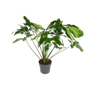 Philodendron Green Wonder – grote kamerplant met glanzend groen blad – ±24 cm