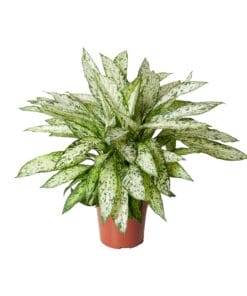 Dieffenbachia Vesuvius - Ø27Cm - ↕80Cm