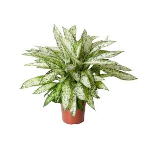 Dieffenbachia 'Vesuvius' – tropische kamerplant met groot gevlekt blad – ±27 cm
