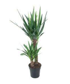 Yucca Elephantipes - Ø21Cm - ↕100Cm