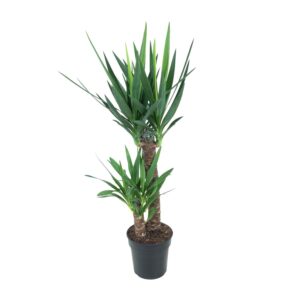 Yucca – droogtetolerante kamerplant met zwaardvormige bladeren – ±21 cm
