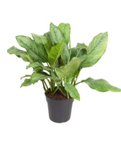 Aglaonema B.j, Freedman - Ø24Cm - ↕70Cm