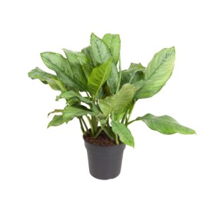 Aglaonema 'Freedman' – kleurrijk blad met rode en roze accenten – pot 24 cm, ±70 cm