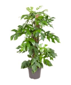 Monstera Minima - Ø19Cm - ↕80Cm