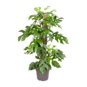 Monstera Minima (Rhaphidophora tetrasperma) – compacte gatenplant – ±19 cm
