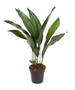 Aspidistra Elatior - Ø17Cm - ↕70Cm