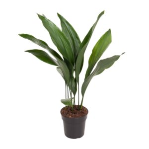 Aspidistra – Kwartjesplant – vrijwel onverwoestbare schaduwplant – ±17 cm
