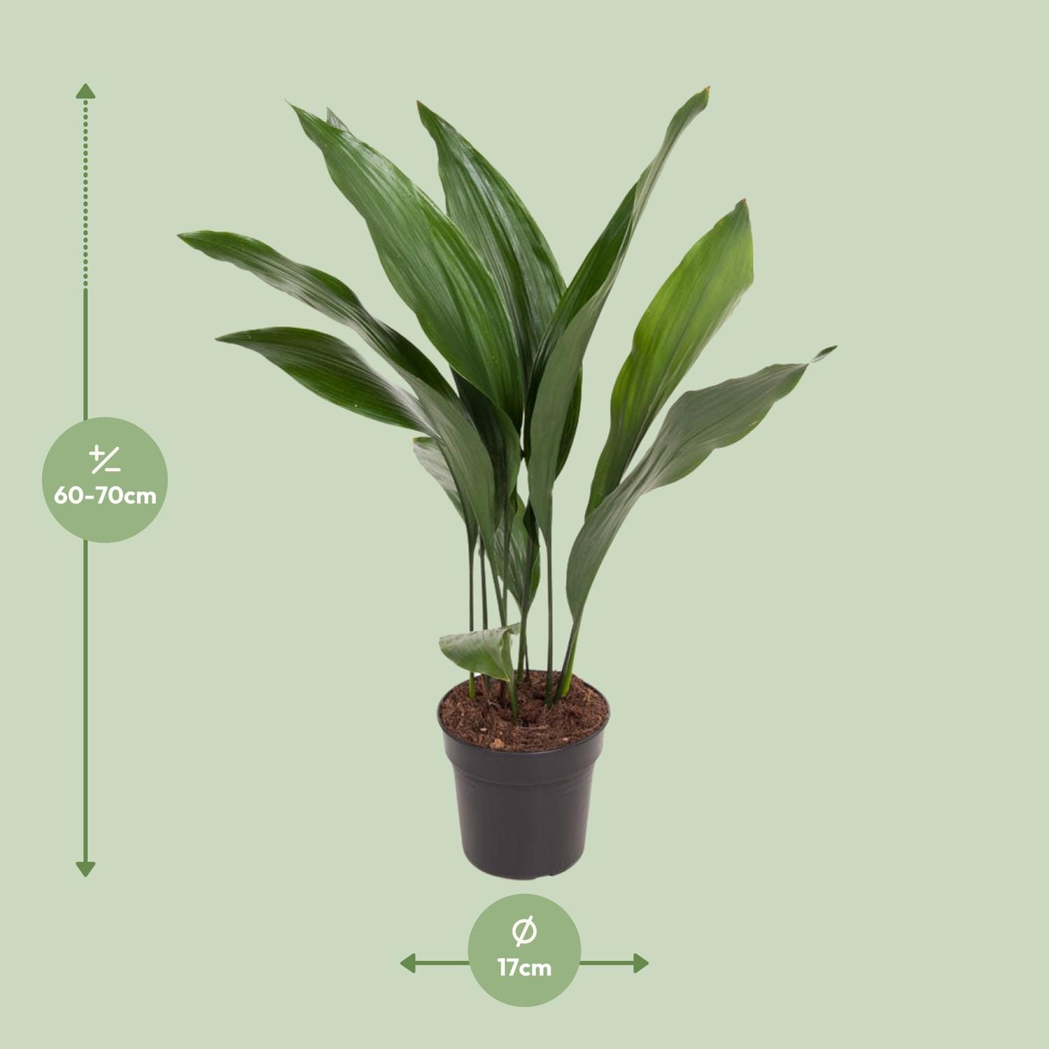 Aspidistra Elatior - Ø17Cm - ↕70Cm - Afbeelding 2