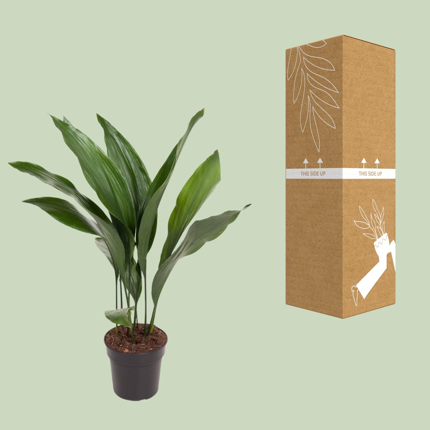 Aspidistra Elatior - Ø17Cm - ↕70Cm - Afbeelding 3