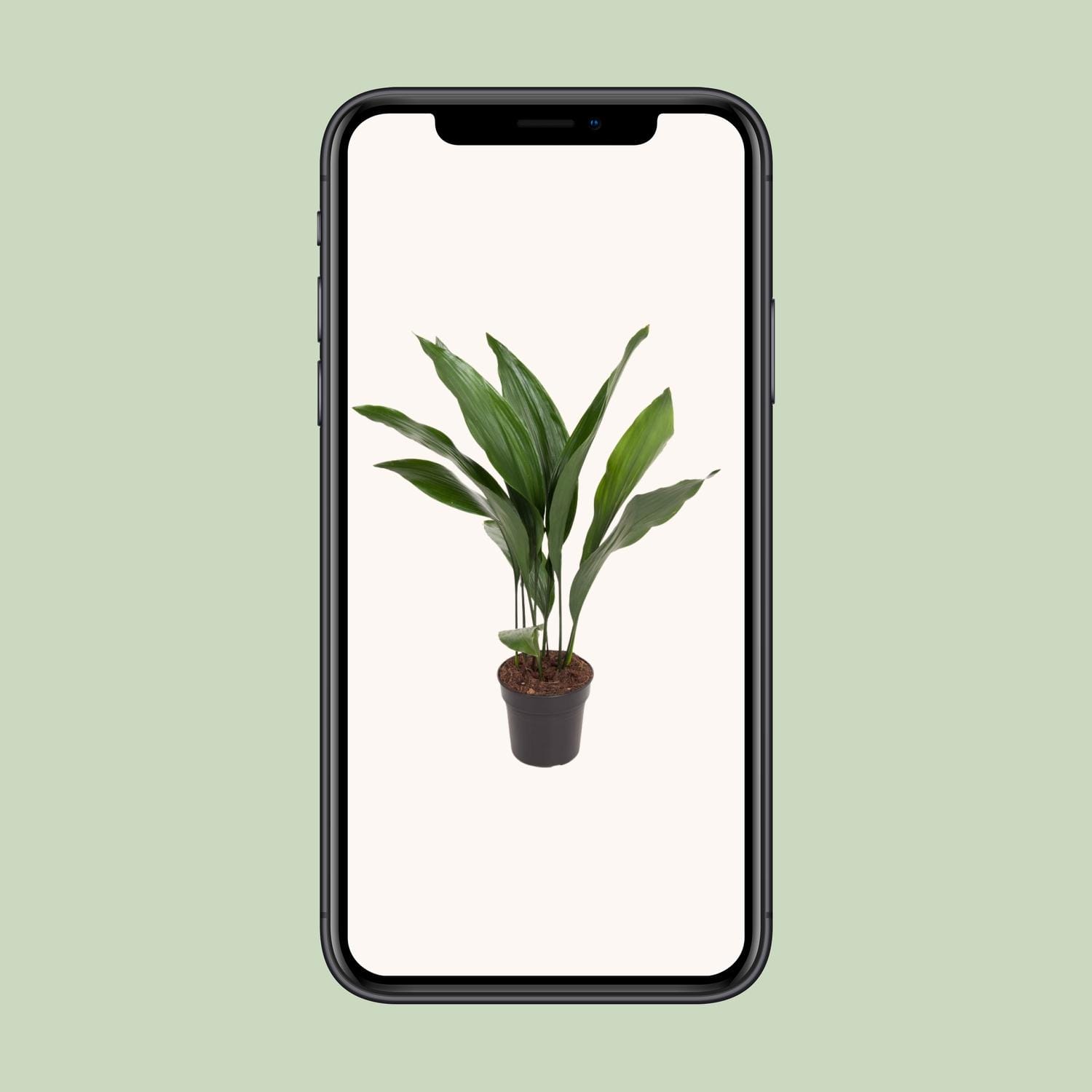 Aspidistra Elatior - Ø17Cm - ↕70Cm - Afbeelding 4