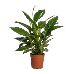 Spathiphyllum Vivaldi – Vredeslelie – bloeiende kamerplant – ±17 cm