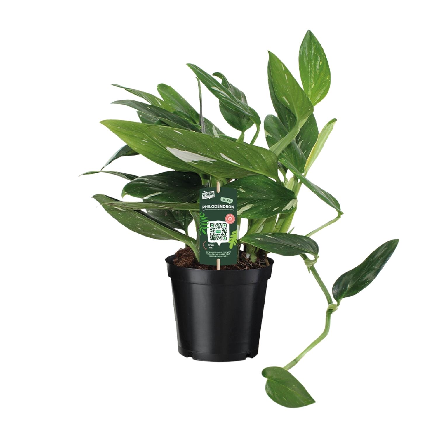 Philodendron Cobra Toef - Ø17Cm - ↕50Cm