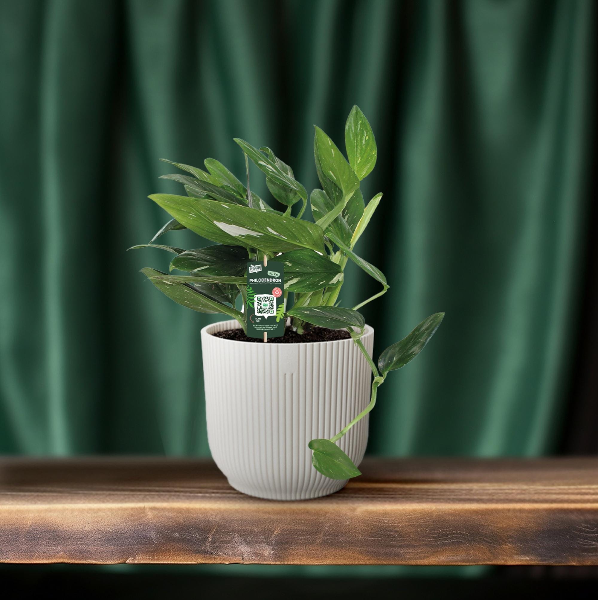 Philodendron Cobra Toef - Ø17Cm - ↕50Cm - Afbeelding 6