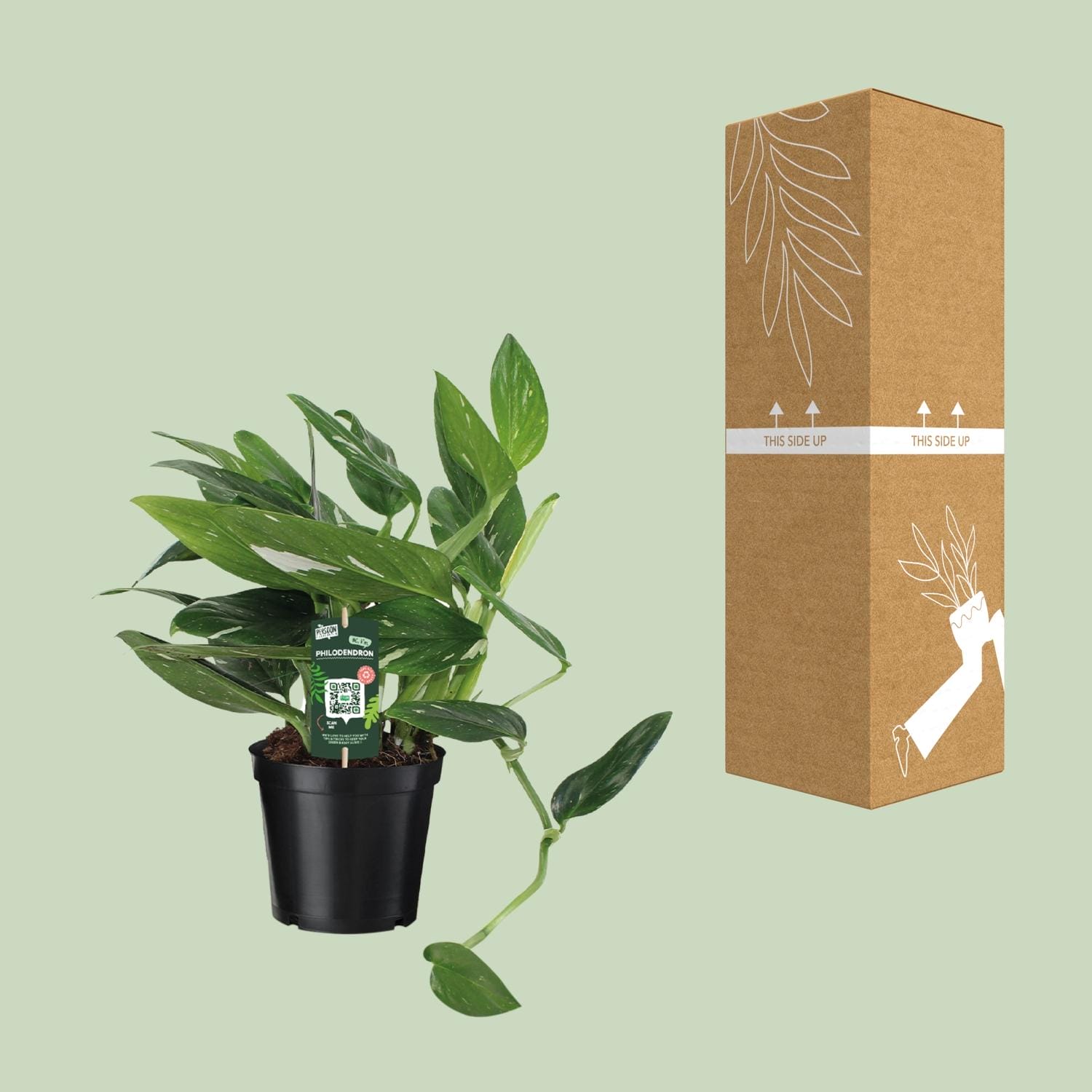 Philodendron Cobra Toef - Ø17Cm - ↕50Cm - Afbeelding 8