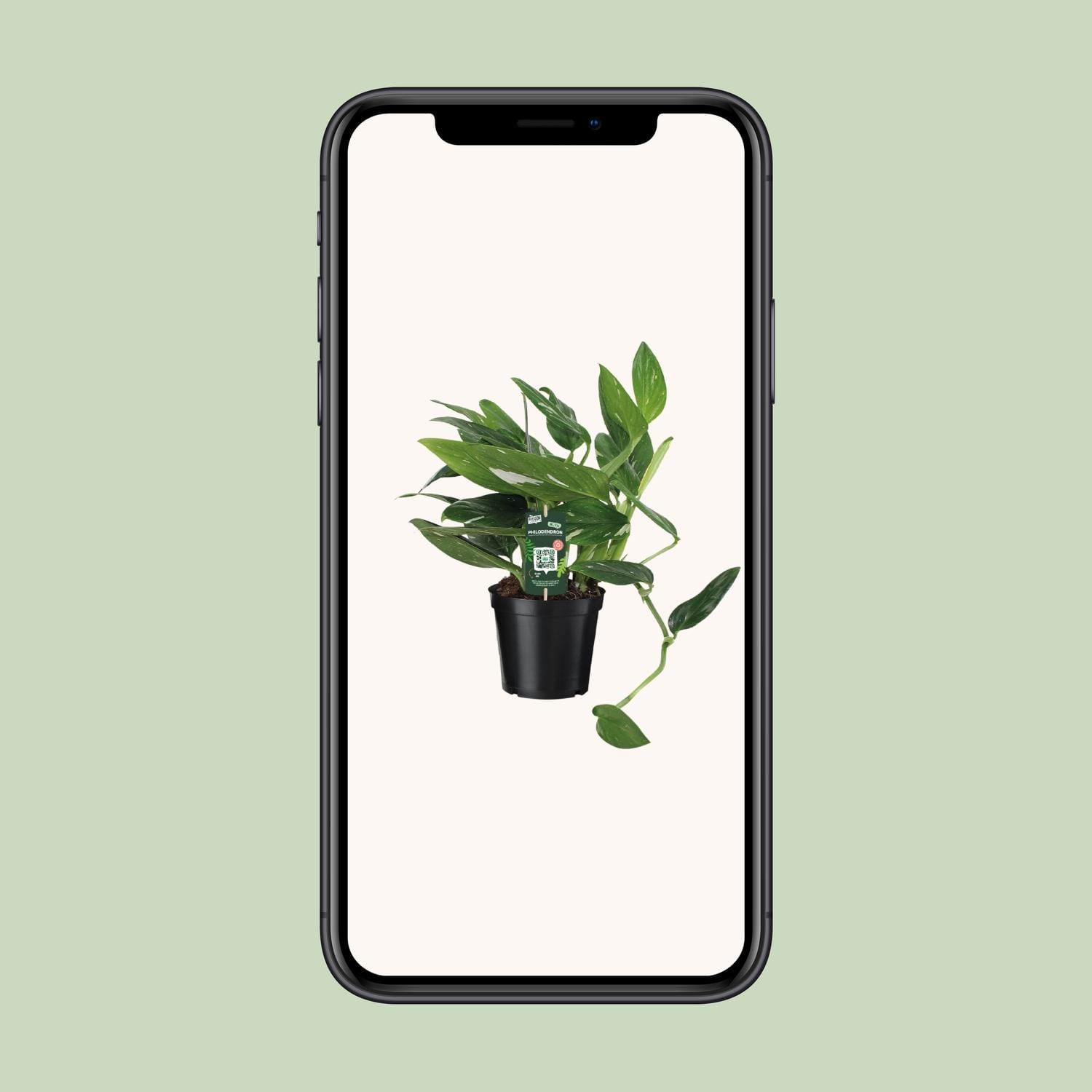 Philodendron Cobra Toef - Ø17Cm - ↕50Cm - Afbeelding 9