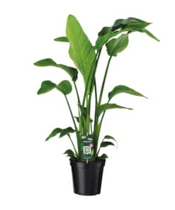 Strelitzia Nicolai - Ø19Cm - ↕90Cm