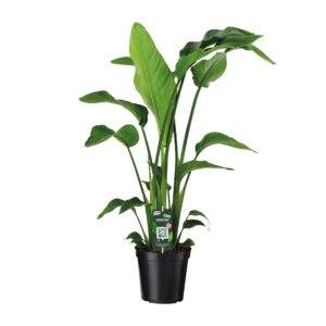 Strelitzia nicolai – tropische kamerplant met grote bladeren – ±19 cm