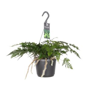 Konijnenvoetvaren (Davallia bullata) – varen – ±17 cm