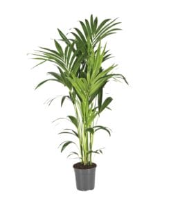 Howea Forsteriana - Ø21Cm - ↕130Cm