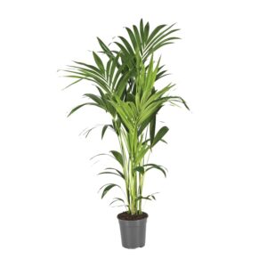 Kentiapalm (Howea forsteriana) – statige kamerpalm – ±21 cm