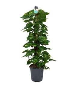 Scindapsus (Epipremnum) - Ø24Cm - ↕120Cm