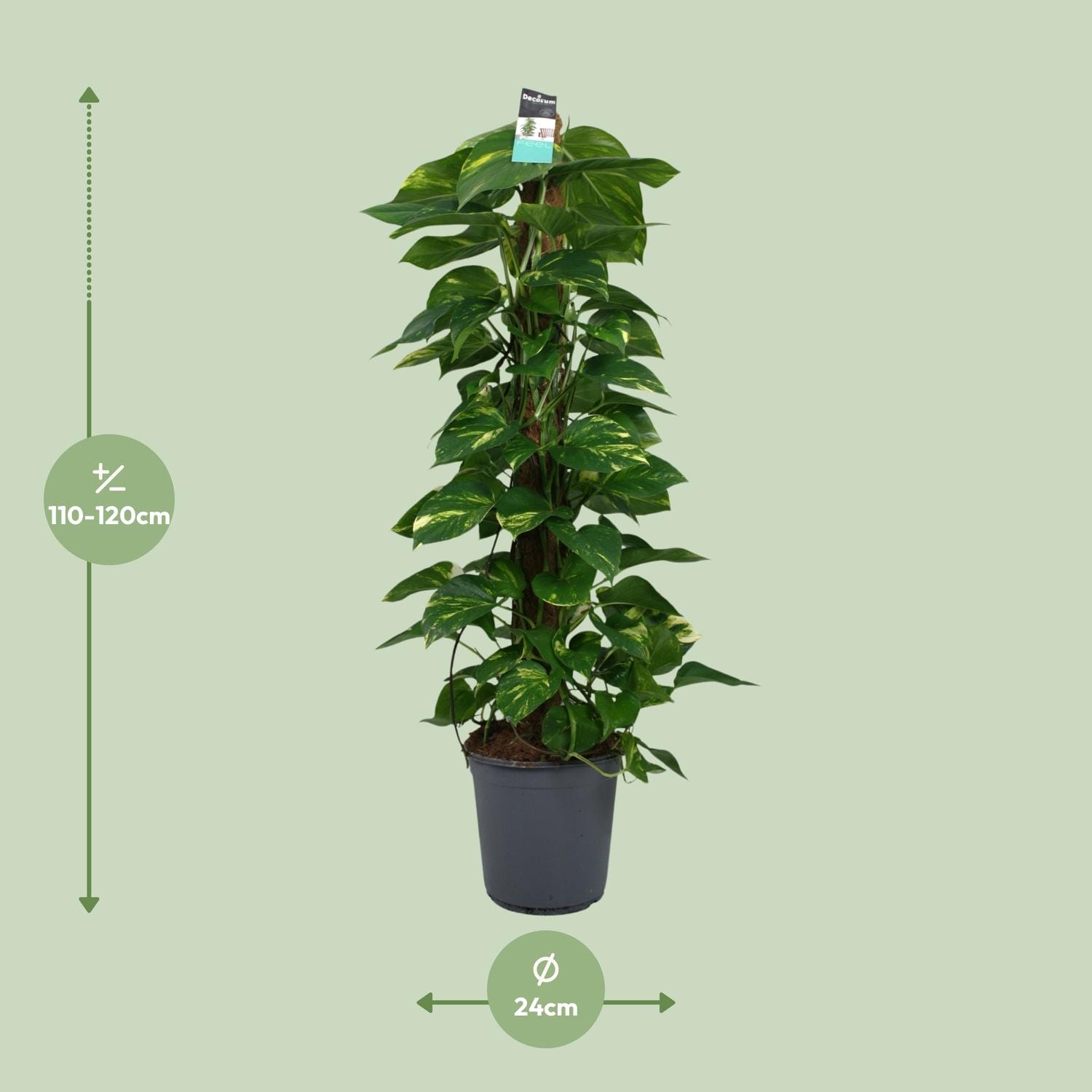Scindapsus (Epipremnum) - Ø24Cm - ↕120Cm - Afbeelding 2