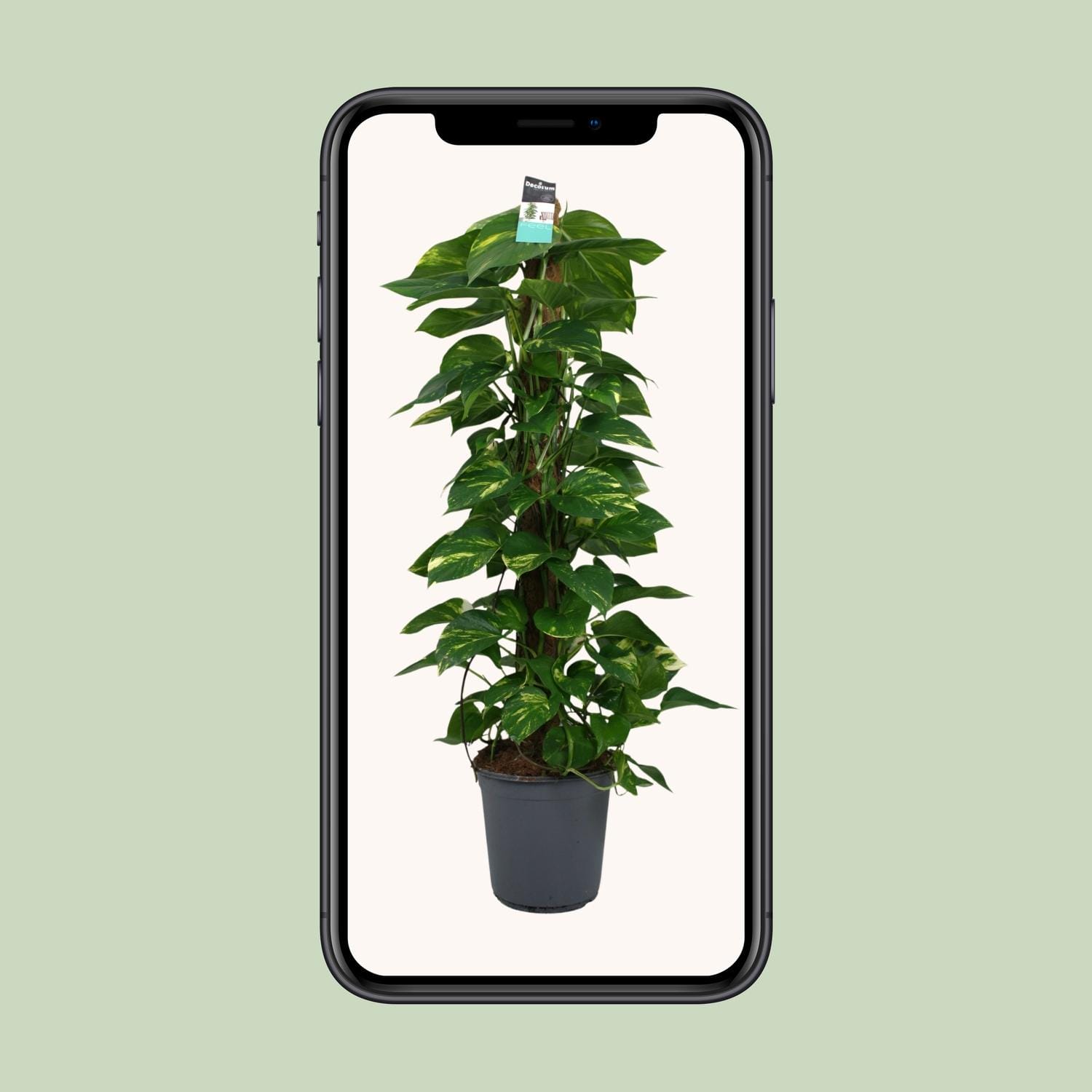 Scindapsus (Epipremnum) - Ø24Cm - ↕120Cm - Afbeelding 4